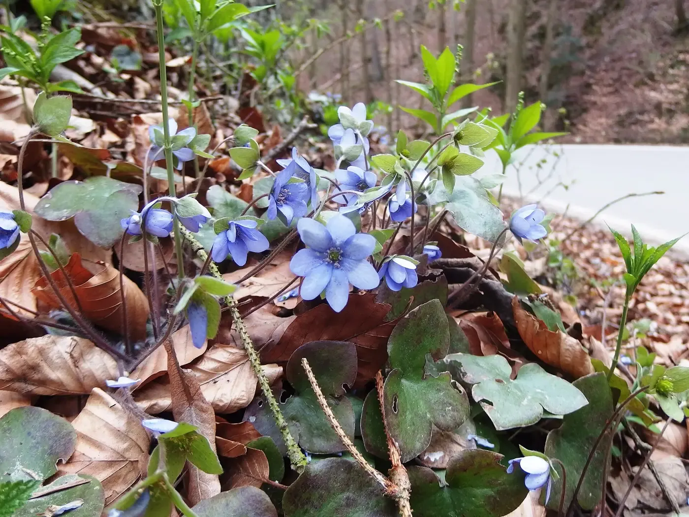 Blaue Blüten des Leberblümchens im Laub