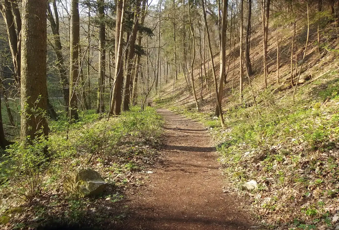 Waldweg durch den Pustý žleb zwischen den Bäumen